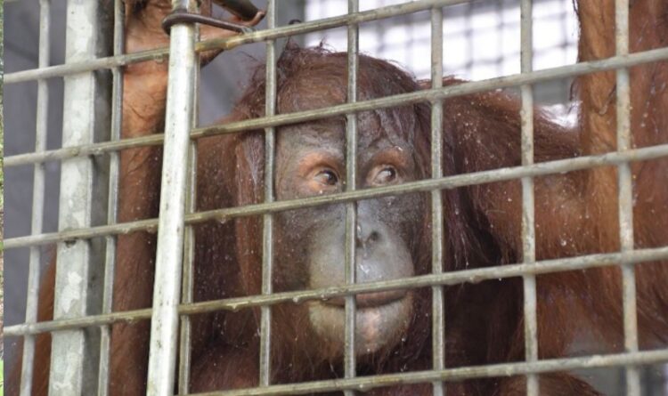 Habitat Orangutan Terancam Akibat Karhutla dan Deforestasi