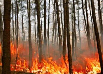 Hujan Hanya di 4 Kabupaten, Kalteng Waspada Terjadi Karhutla
