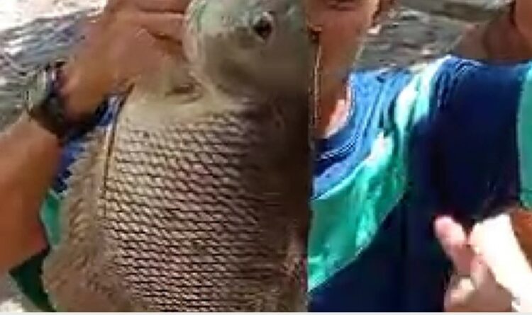 Caption ; Ikan hasil tangkapan seorang pemancing di obyek wisata Luaw Banse (foto ; Agus Prasetyo G)