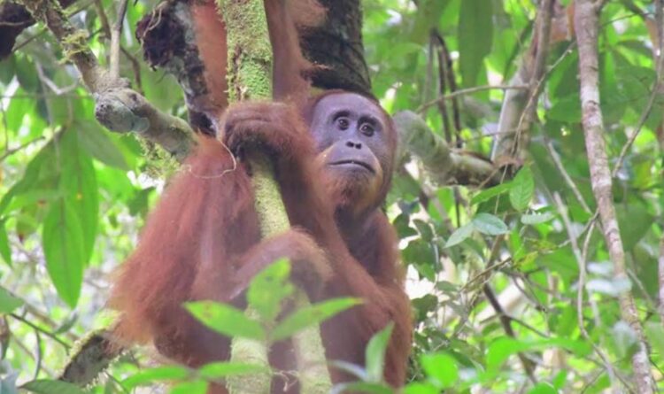 Sepuluh Individu Orangutan Dilepasliarkan ke TNBBBR Kabupaten Katingan