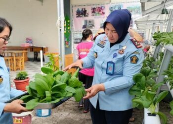Teks Poto: Kalapas Perempuan Kelas IIA Palangka Raya, Sri Astiana, pada saat memanen sayur pakcoy bersama WBP.