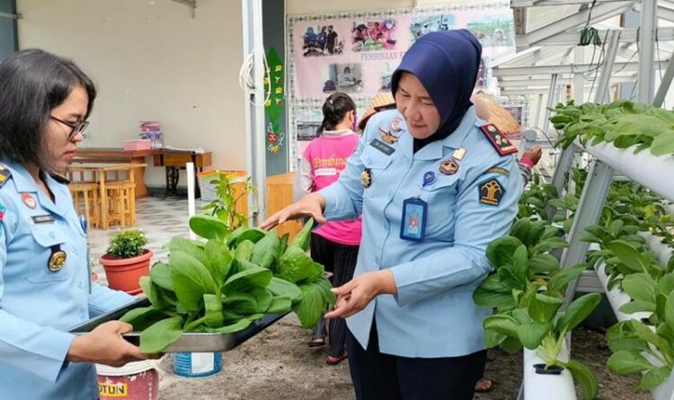 Teks Poto: Kalapas Perempuan Kelas IIA Palangka Raya, Sri Astiana, pada saat memanen sayur pakcoy bersama WBP.