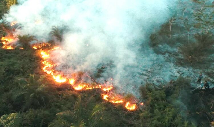 Hingga Mei 2023, 15,25 Hektare Lahan di Kelurahan Bukit Tunggal dan Petuk Katimpun Hangus Terbakar