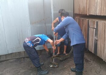 Foto : Petugas DPKP Kota Palangka Raya, pada saat mengevakuasi ular piton dari kandang ayam warga.