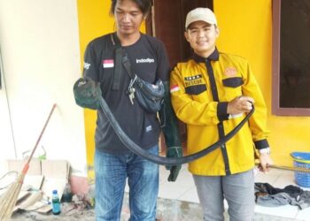 Teks Poto: Tim Pandulima pada saat mengevakuasi ular kobra.