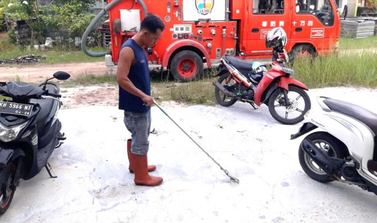 Masuk Kamar Warga, Ular Hanjaliwan Manas Sepanjang 1 Meter Berhasil Dievakuasi