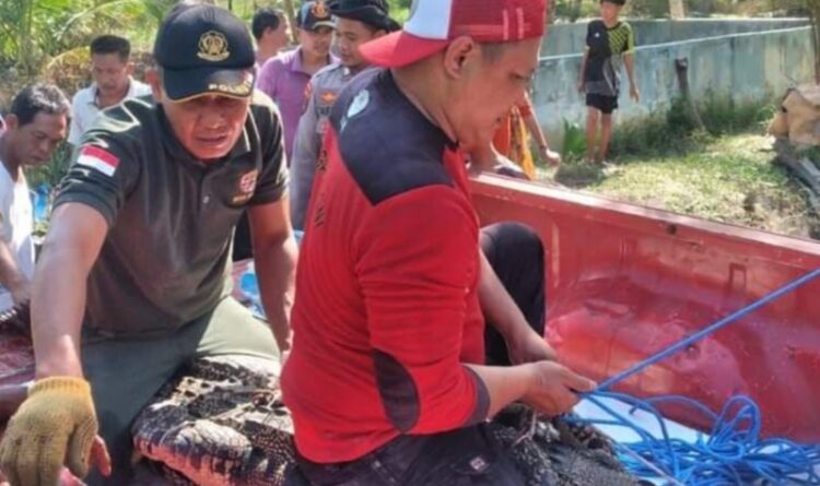 Terperangkap Jaring Ikan, BKSDA Amankan Buaya Panjang 3 Meter