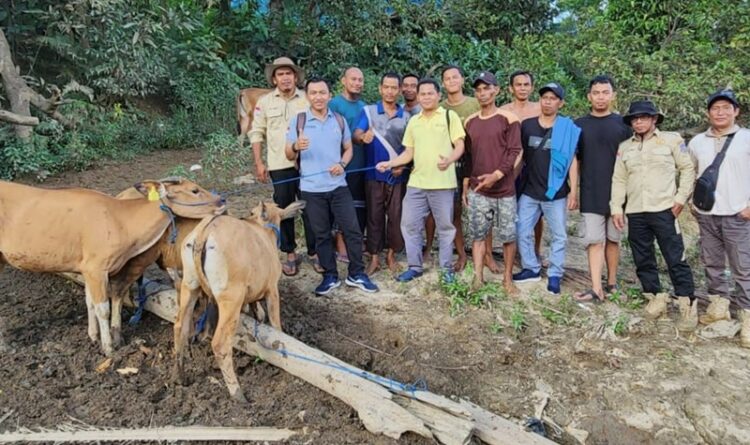 Foto: Anggota DPRD Mura, Rahmat Hidayat saat menyerahkan secara simbolis sapi kepada kelompok tani di Kelurahan Muara Bakanon