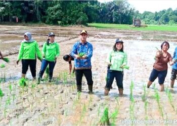 Kelompok Tani di Barito Timur Tanam Perdana Padi MT Asep 2023