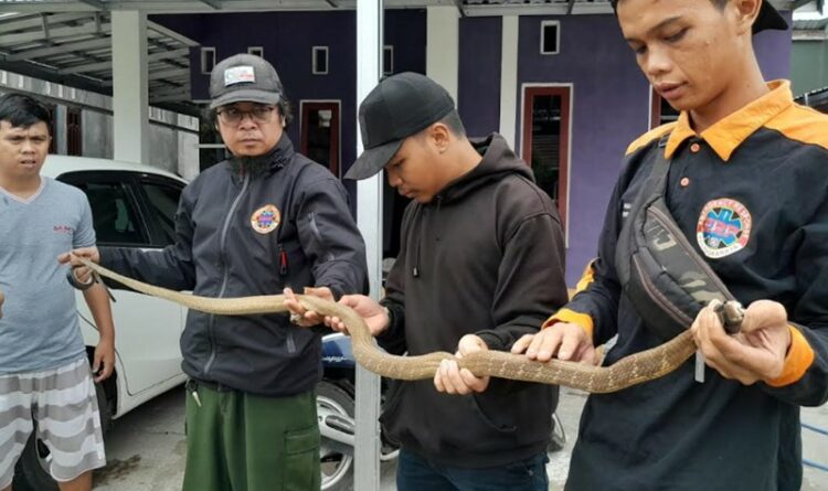 Hendak Main Gitar, Pria Ini Dikejutkan Dengan Keberadaan Kobra Gold Sepanjang 2 Meter