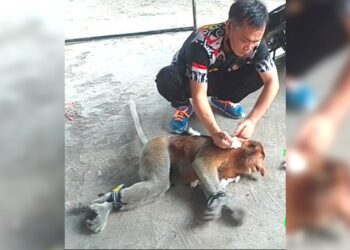 Seekor Bekantan Diselamatkan