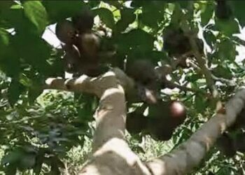 Pekebun di Bartim Masih Banyak Belum Sadari Potensi Ekonomi Tanaman Jengkol