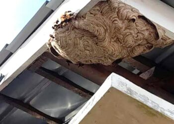 Sarang Lebah Hinggap Di Atas Rumah Warga