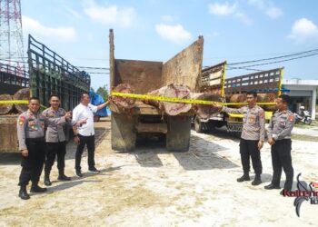 2 Orang Terduga Pelaku Ilegal Logging di Barsel Diamankan