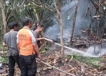Niatnya Bakar Sampah, Ternak Warga di Palangka Raya Jadi Ayam Bakar