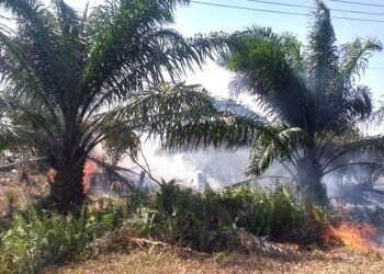 Sekitar 300 Hektar Lahan Terbakar di Kotim