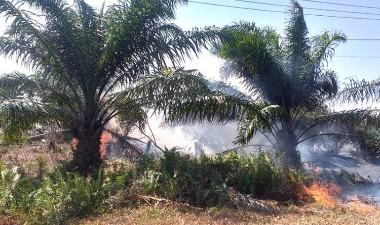 Sekitar 300 Hektar Lahan Terbakar di Kotim