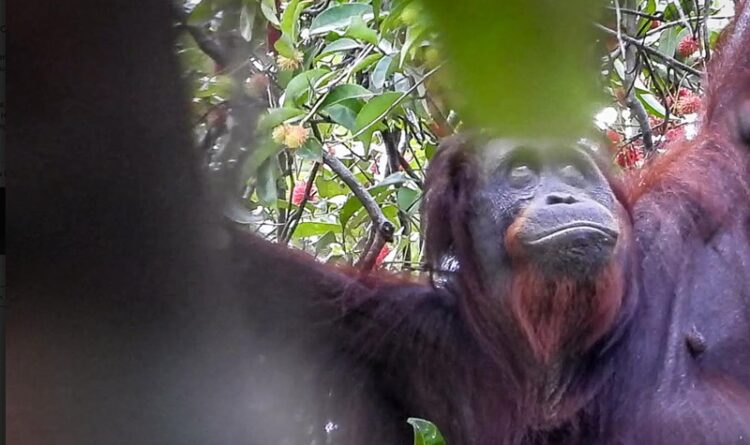 Kabar Gembira, Orangutan Berusia 40 Tahun Dinyatakan Hamil
