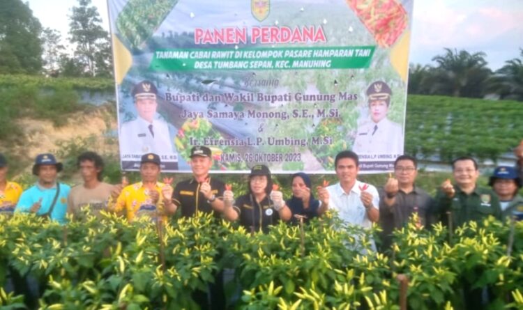 Perwakilan Dinas TPHP Kalteng Turut Serta Dalam Panen Perdana Cabai Rawit di Desa Tumbang Sepan