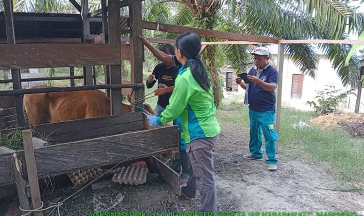 Ribuan Hewan di 7 Kecamatan Kabupaten Gunung Mas Disuntik Vaksin Rabies