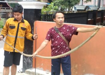 King Kobra Masuk ke Rumah Hebohkan Warga Panenga