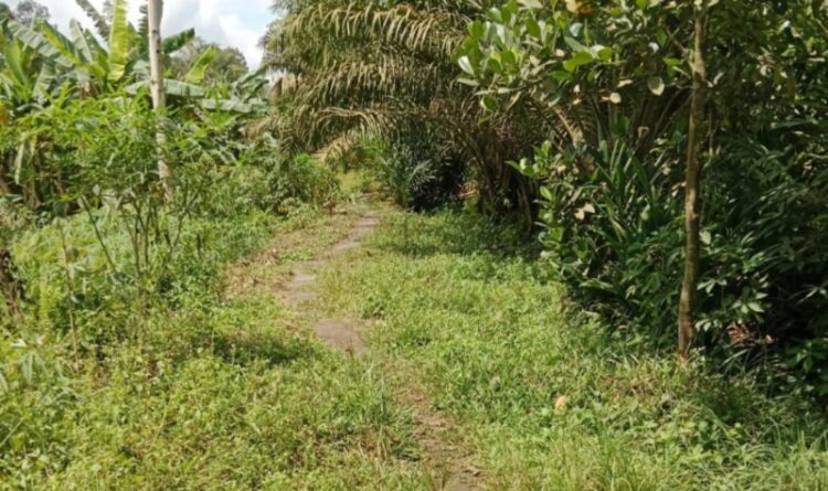 Jalan Usaha Tani di Desa Murutuwu Diharapkan Dapat Tingkatkan Produktivitas Para Petani
