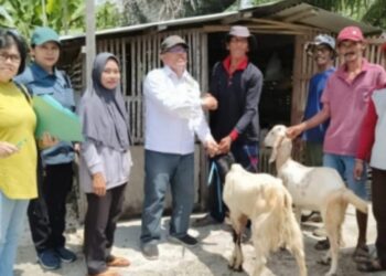 Dinas TPHP Kalteng Distribusi Ternak Kambing di Kabupaten Kapuas