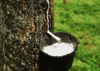 Harga Karet di Kabupaten barito Timur Kian Membaik