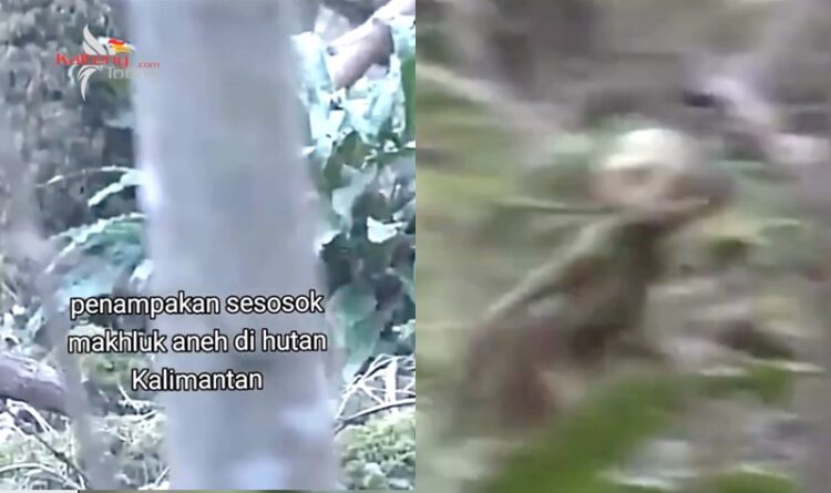 Viral Video 'Sosok Makhluk Misterius' di Hutan Kalimantan