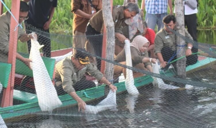 Ikan Arwana di Barsel Perlu Dilestarikan