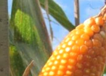 Benih Jagung Super F1 Hibrida Pertiwi Diharapkan Mampu Katrol Perekonomian Petani