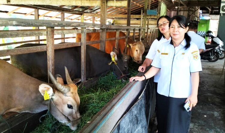 Ketersediaan Hewan Kurban di Gunung Mas Dinilai Cukup