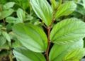 Tak Sekadar Dipercaya Berkhasiat Supranatural, Daun Bidara Ternyata Juga Punya Manfaat –manfaat Ini Lho!..