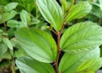 Tak Sekadar Dipercaya Berkhasiat Supranatural, Daun Bidara Ternyata Juga Punya Manfaat –manfaat Ini Lho!..