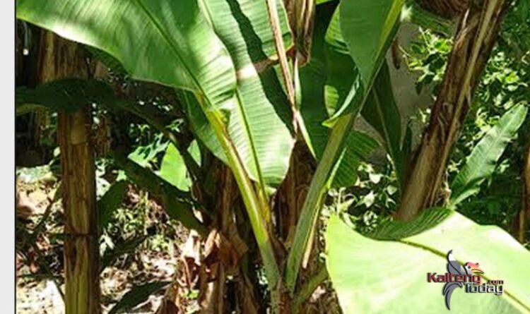 Budidaya Pisang di Bartim Masih Menjanjikan