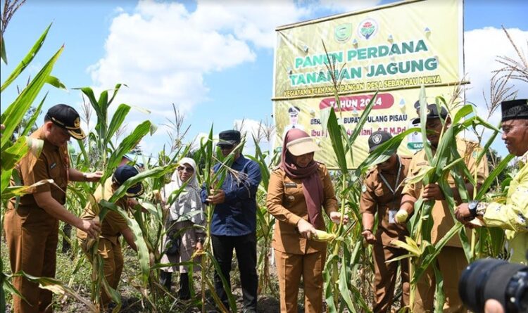 Penjabat Bupati Panen Jagung Perdana di Sebangau Mulya