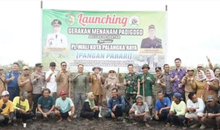 Ketahanan Pangan di Ciptakan Melalui Penanaman Cabai dan Padi Gogo