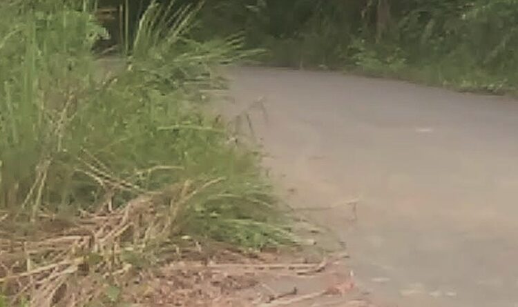 Jalan Menuju Pegunungan Dari Desa Ampari, Masih Relatif Nyaman Dilalui Pengendara Motor