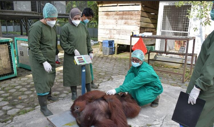 Enam Orangutan Dilepasliarkan di TNBBBR