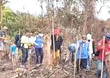 Lahan Kelompok Tani Rurey Maju Desa Murutuwu Jadi Lokasi Penanaman Jagung Komposit