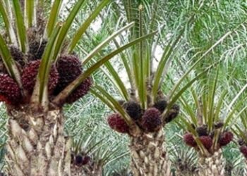 Sertifikasi Berbasis Yurisdiksi RSPO di Seruyan, Kepastian Hak Masyarakat yang Terabaikan!