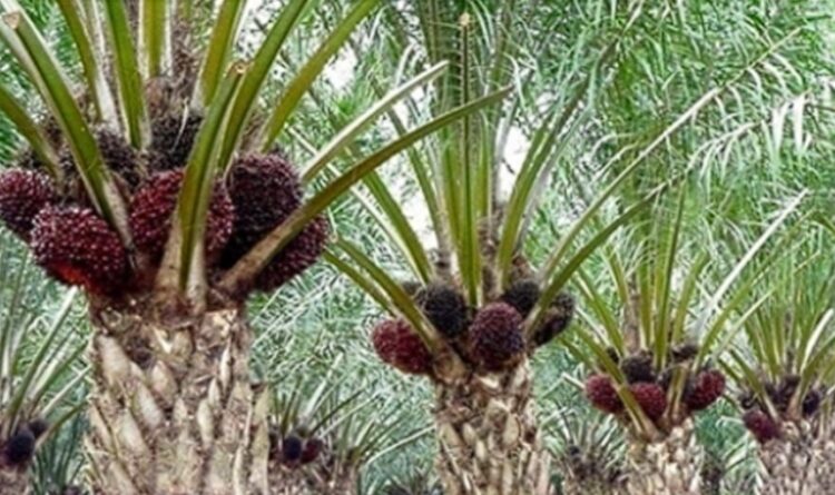 Sertifikasi Berbasis Yurisdiksi RSPO di Seruyan, Kepastian Hak Masyarakat yang Terabaikan!