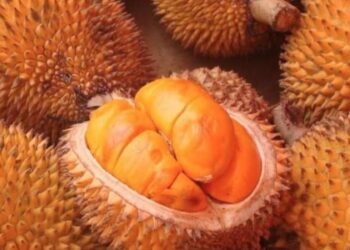 Era Gagal Panen Buah-Buah Khas Kalimantan di Bartim