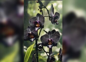 Berpacu Melestarikan Anggrek Hitam di Kabupaten Barito Timur