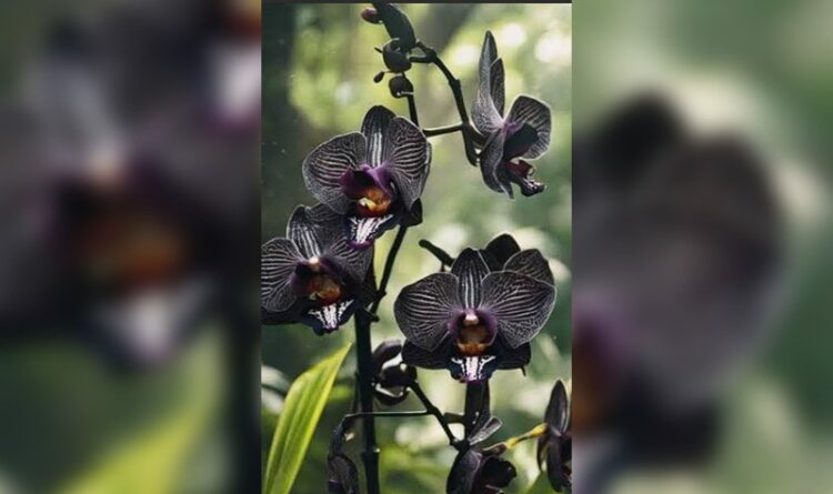 Berpacu Melestarikan Anggrek Hitam di Kabupaten Barito Timur