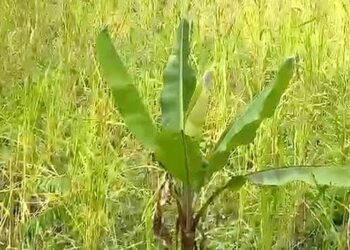 Kesadaran Ketahanan Pangan Swadaya Warga di Kecamatan Dusun Tengah Cukup Tinggi
