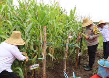 Polres Kapuas Panen Raya Jagung Dukung Ketahanan Pangan Swasembada Jagung