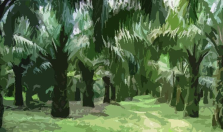 Pemdes Simpang Bangkuang Kelola Aset Desa Berupa Kebun Kelapa Sawit