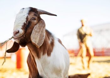 Budidaya Ternak Kambing Belum Terlalu Dilirik di Bartim