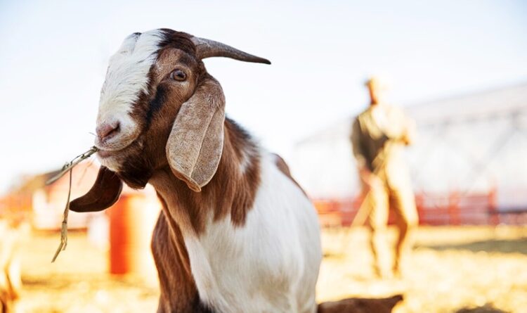 Budidaya Ternak Kambing Belum Terlalu Dilirik di Bartim